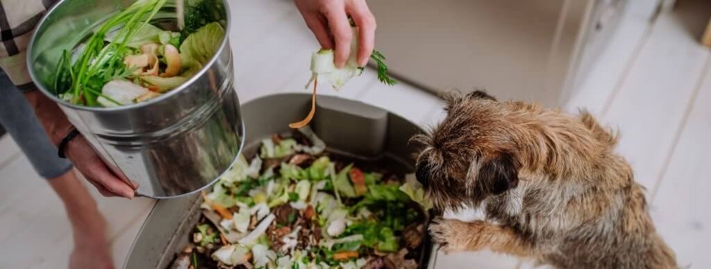 Una persona depositando restos de verduras en un pequeño cubo de compostaje mientras un perro curioso observa